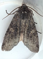 Lithophane laticinerea