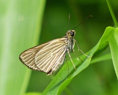 Parphorus decora