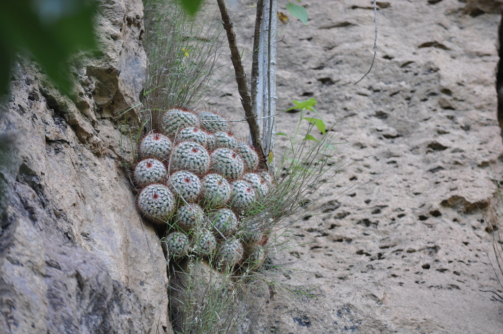 Silken Pincushion Cactus
