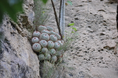 Mammillaria bombycina