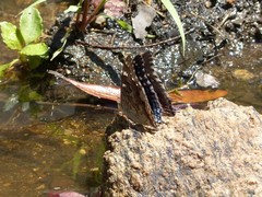 Charaxes guderiana