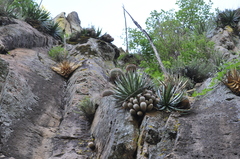 Mammillaria bombycina