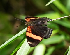 Adelpha lycorias lycorias