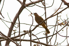 Pycnonotus
