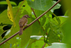 Pycnonotus