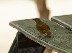 Pycnonotus