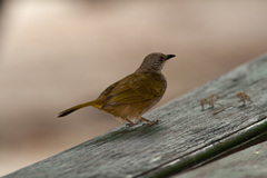 Pycnonotus