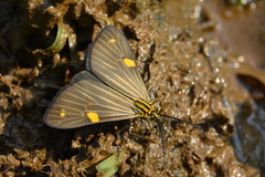 Phaeochlaena lampra