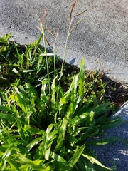 Paspalum fimbriatum