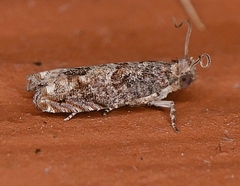 Crocidosema perplexana