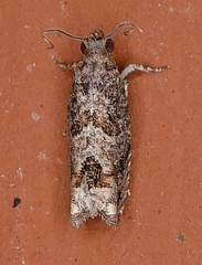 Crocidosema perplexana