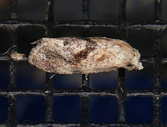 Platphalonidia