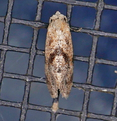 Platphalonidia