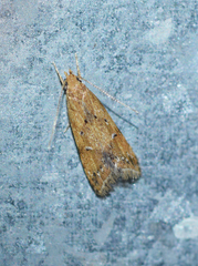 Brachmia blandella