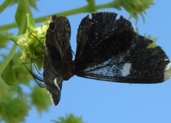 Melanchroia vazquezae