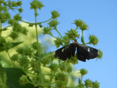 Melanchroia vazquezae