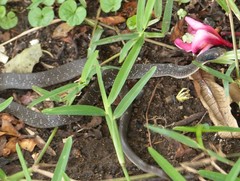 Crotaphopeltis hotamboeia