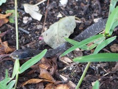 Crotaphopeltis hotamboeia