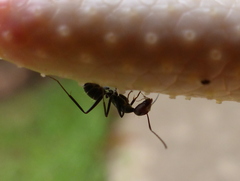 Camponotus