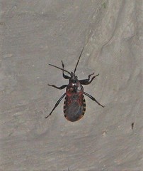 Brontostoma colossus