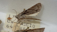 Acronicta psi