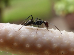 Camponotus