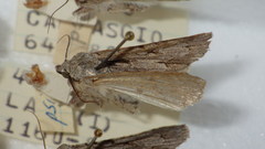 Acronicta psi