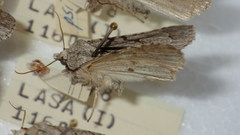 Acronicta psi