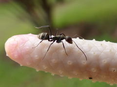 Camponotus