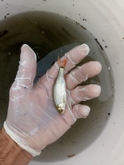 Scardinius hesperidicus