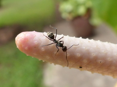 Camponotus