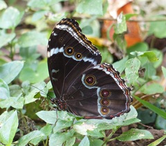 Morpho helenor achillides