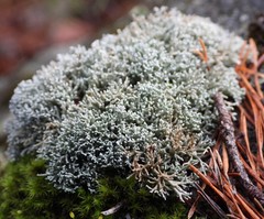 Sphaerophorus fragilis