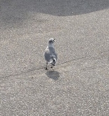 Leucophaeus atricilla