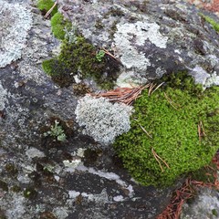 Sphaerophorus fragilis