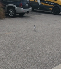 Leucophaeus atricilla