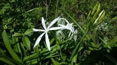 Crinum amoenum