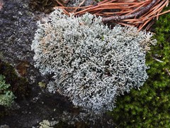 Sphaerophorus fragilis