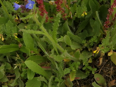 Anchusa arvensis