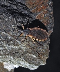 Triatoma guasayana