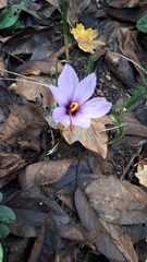 Crocus sativus