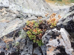 Penstemon davidsonii davidsonii