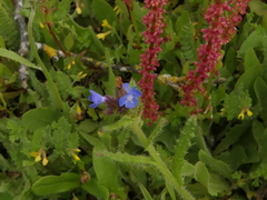 Anchusa arvensis