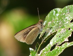 Cobalopsis miaba