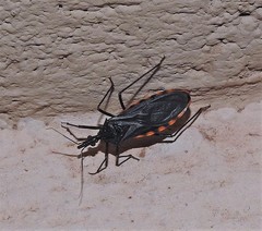 Triatoma eratyrusiformis