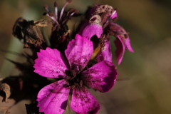 Microbotryum dianthorum