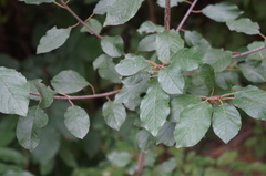 Rhamneae