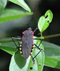 Laminiceps megaera