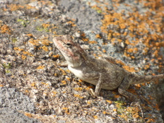 Psammophilus dorsalis