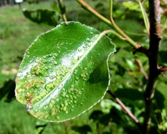Phytoptus